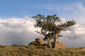 lone tree on a ridge